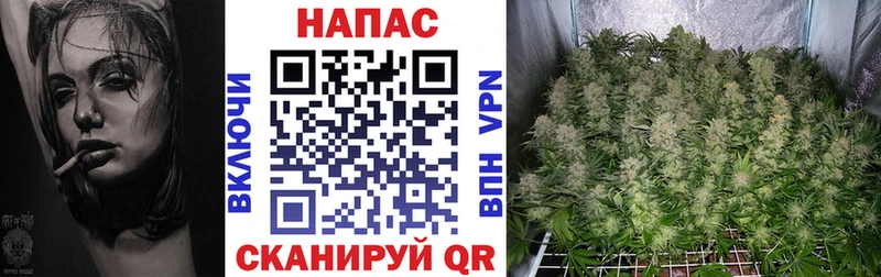 Конопля планчик  Губкин 